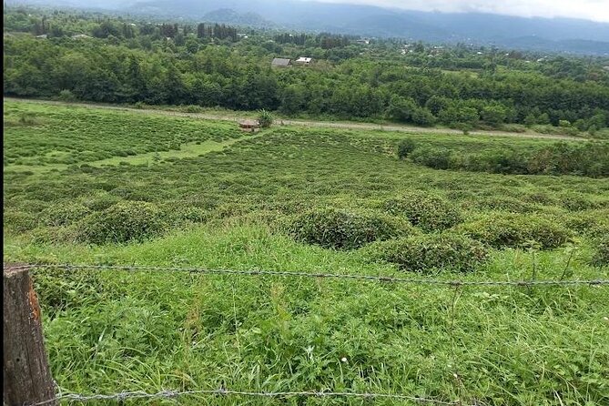 1,5 Hours Tea House and Tea Garden Trip in Ozurgeti Georgia - Three teas with a tea master