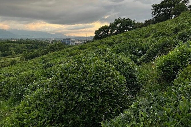 1,5 Hours Tea House and Tea Garden Trip in Ozurgeti Georgia - Language, group size, and practical details