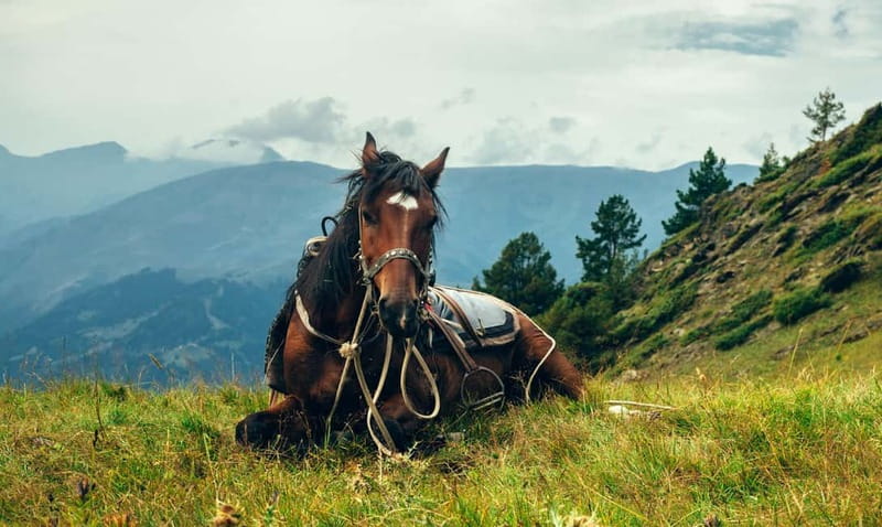 1 Day Horse Riding Adventure in Borjomi Mountains - Why This Ride Is Different From a Short Horse Trek