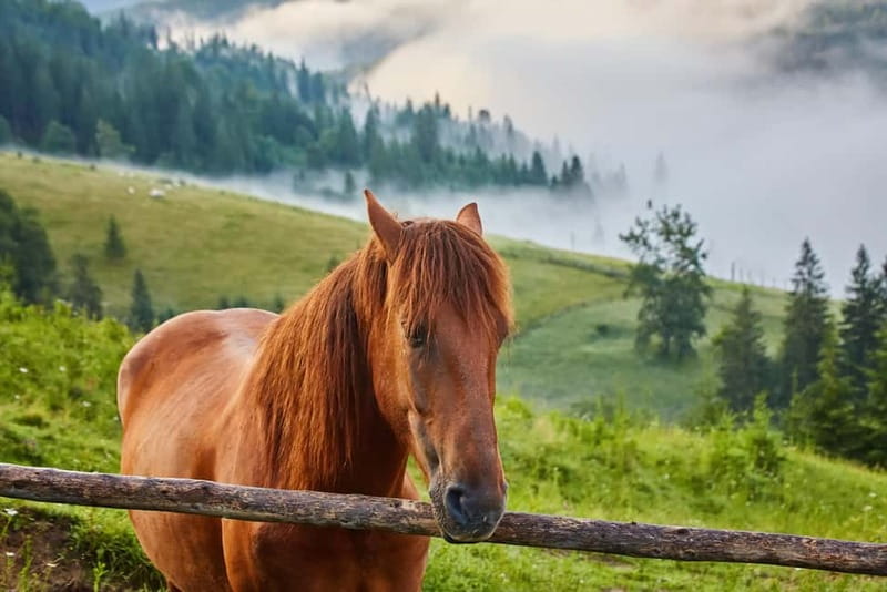 1 Day Horse Riding Adventure in Borjomi Mountains - Meeting the Horses in Likani