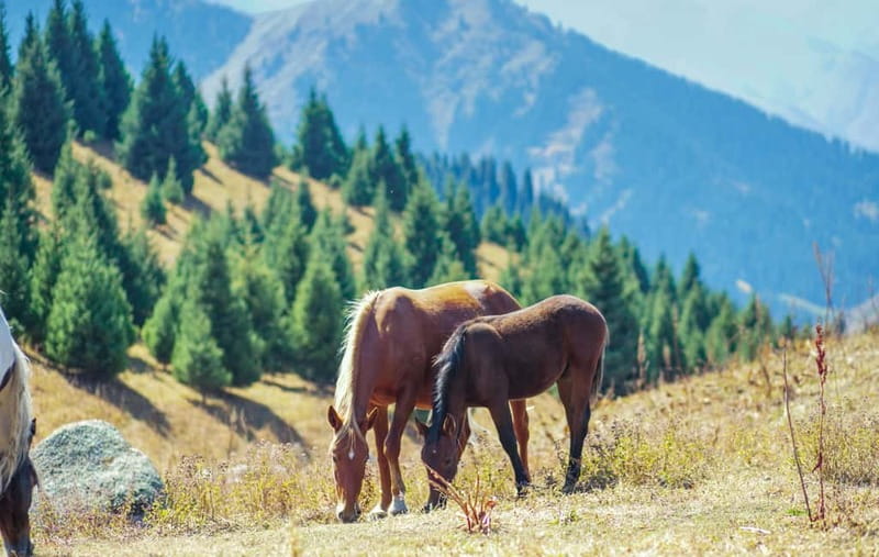 1 Day Horse Riding Adventure in Borjomi Mountains - Is $155 a Fair Price?