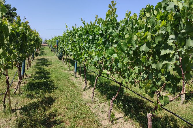 4 Group Tours Including Airport Transfers - Should you book this four-day Georgia tour?
