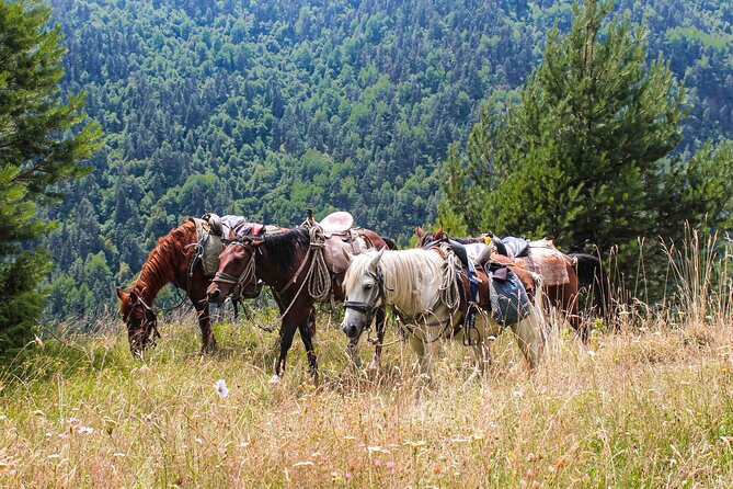5-Day Horse Riding Tour in Caucasus - Key points before you book