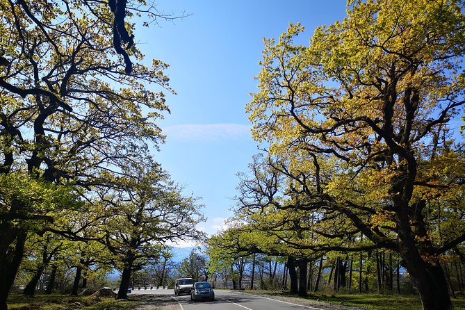 Amazing All inclusive Tour for 7 Days From Tbilisi - Day 5: A focused look at Mount Ushba