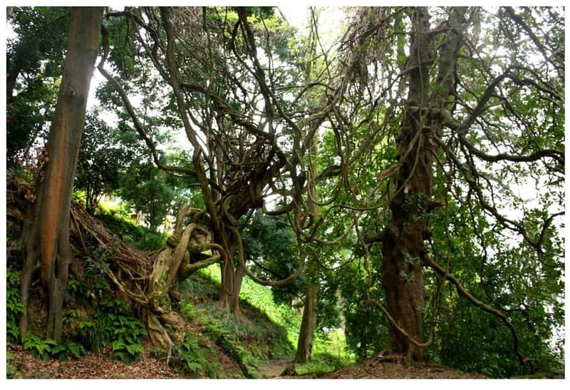 Batumi: Exploring Botanical Garden + Family Wine Tasting - Who should book this experience