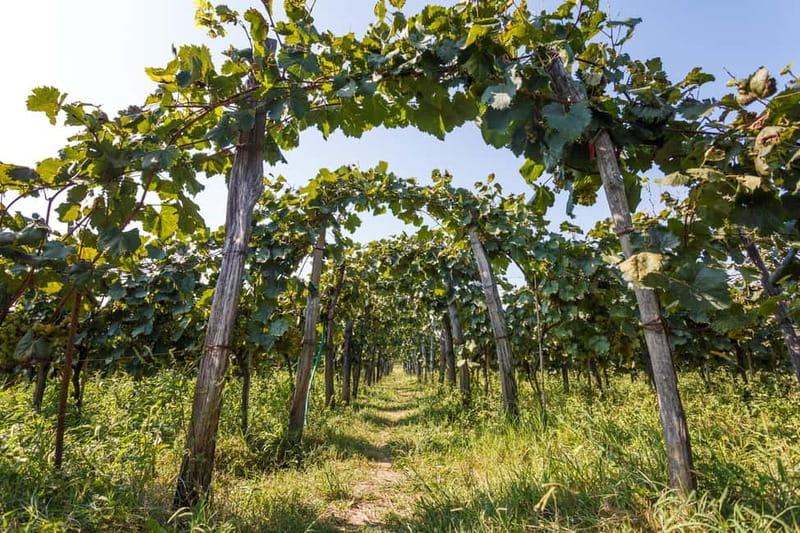 Batumi to Kutaisi, Wine & Dine - The road to Obcha and Baia’s Wine