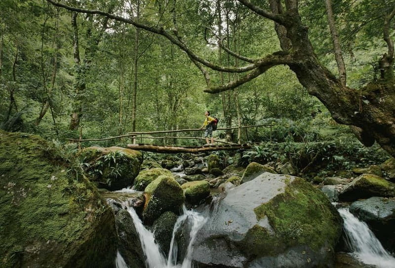 Batumi to Mtirala National park - Half day hiking group tour - Why Mtirala makes a good escape from Batumi
