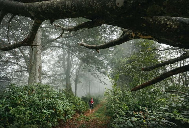 Batumi to Mtirala National park - Half day hiking group tour - What to pack for Mtirala National Park