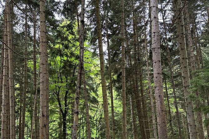 Borjomi Nature Wonderland Guided Tour from Tbilisi - Lunch at a local restaurant