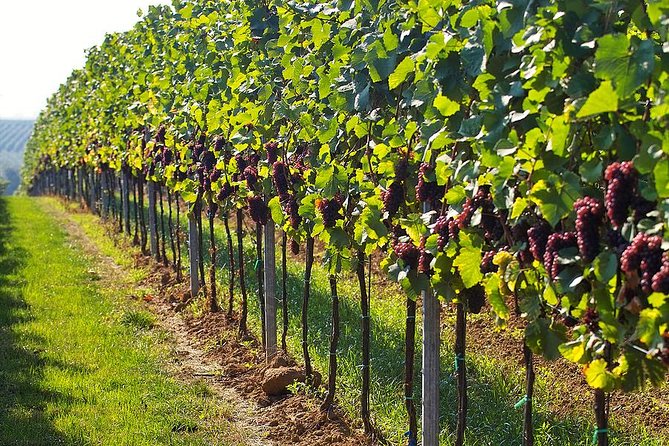 Day trip in Kakheti-wine tour - Why Kakheti makes a good day out from Tbilisi