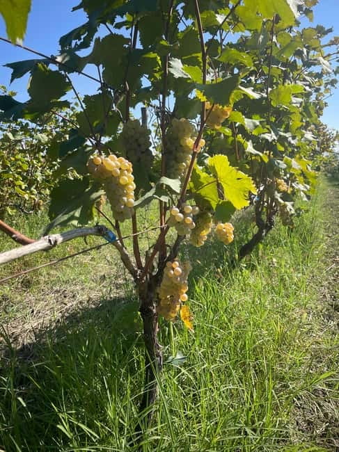 From Tbilisi: Kakheti Day Trip with Wine Tasting - The schedule, transport, and physical demands