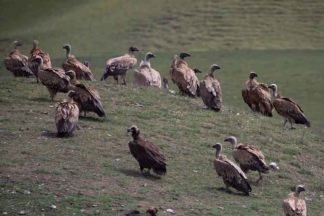Full-day Private Wilderness tour in Vashlovani National Park - Bird country begins beyond the fields