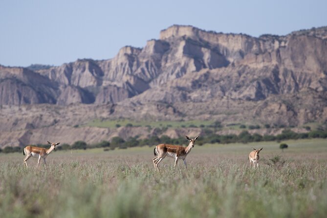 Full-day Private Wilderness tour in Vashlovani National Park - Ancient ruins with more questions than answers
