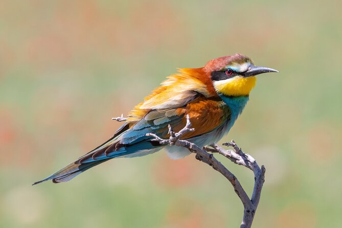 Full-day Private Wilderness tour in Vashlovani National Park - Starting from Dedoplistskaro at 9:00 AM