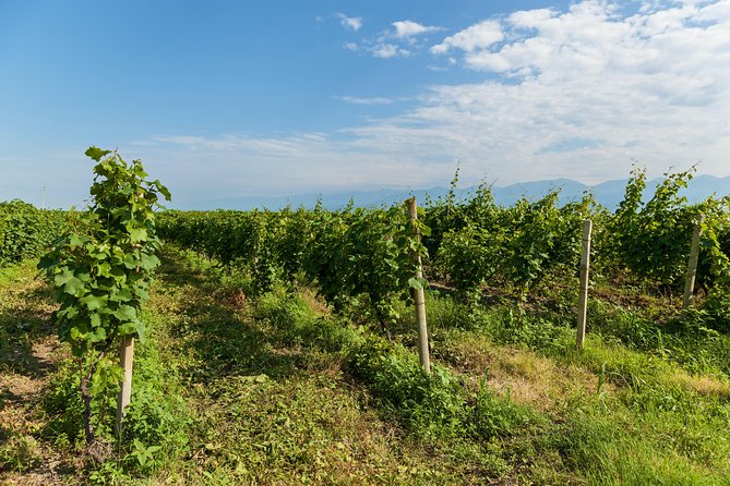 Highlights of Kakheti region-Signagi,Bodbe,Wine tasting(Private Tour) - Four hours to wander Sighnaghi