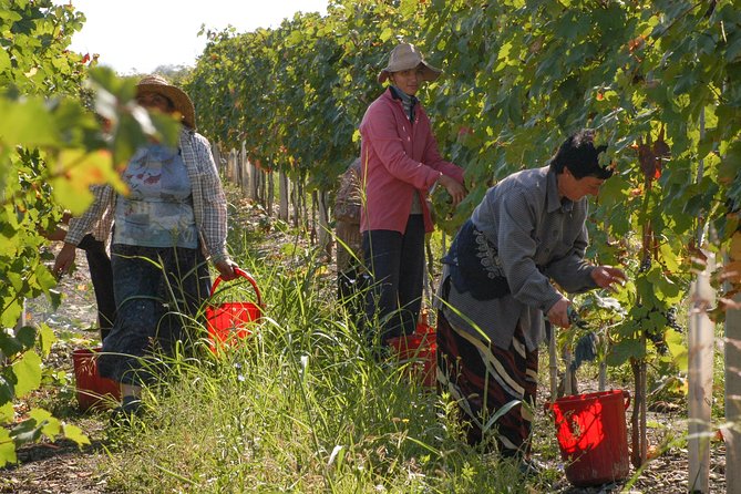 Highlights of Kakheti region-Signagi,Bodbe,Wine tasting(Private Tour) - Guides who make the difference