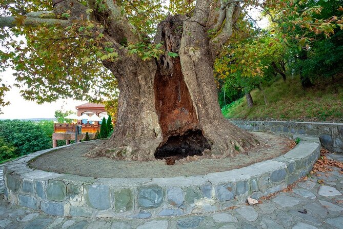 Kakheti's Cultural Tapestry with Wine, History & Charm Tour - Sighnaghi: Georgia’s hill town with a romantic nickname