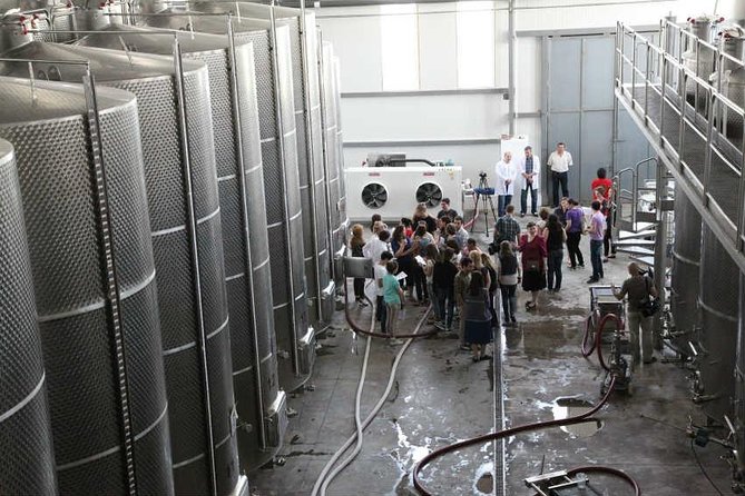 Kakheti Wine & Sighnaghi Private Tour from Tbilisi - Five wines and Georgian production at KTW