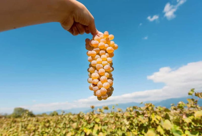Kakheti Wine Tour - Explore the Art of Kvevri Winemaking - Key points at a glance