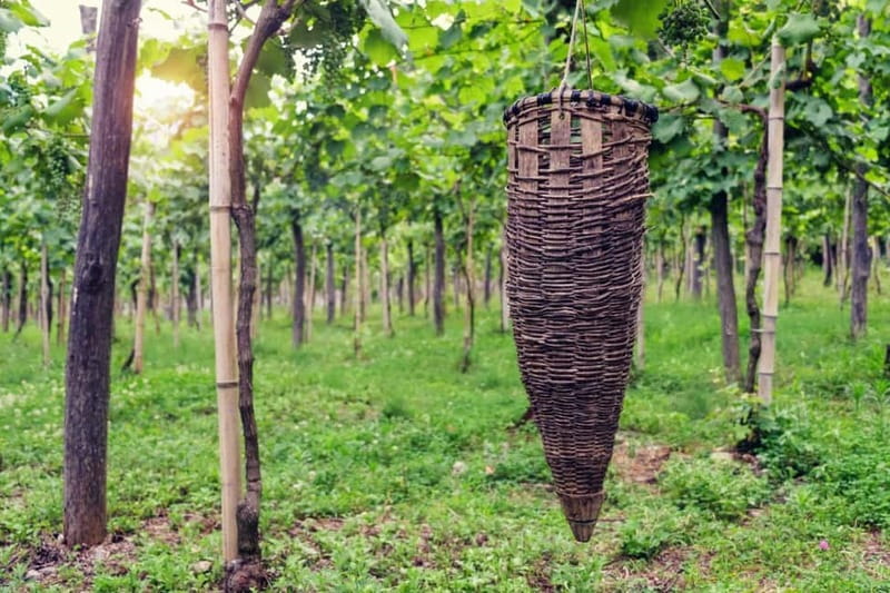 Kakheti Wine Tour - Explore the Art of Kvevri Winemaking - Georgian lunch with khachapuri, khinkali, and mtsvadi