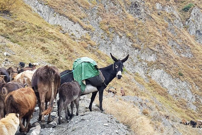 Kazbegi MOUNTAIN Tour (GLORY OF THE NATURE) + MANY NEW LOCATIONS - Gudauri’s Friendship Balcony at 2,300 meters