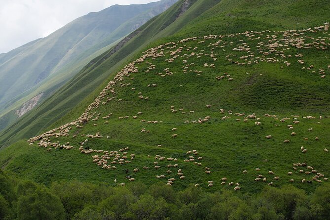 Kazbegi - One Day Private Trekking Tour to Truso Valley - Ketrisi, shepherds, and a simple picnic