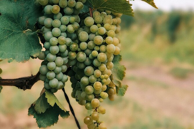 Private Day Trip to Kakheti Wine Region Including Wine Tasting - Why Kakheti makes a good day trip from Tbilisi