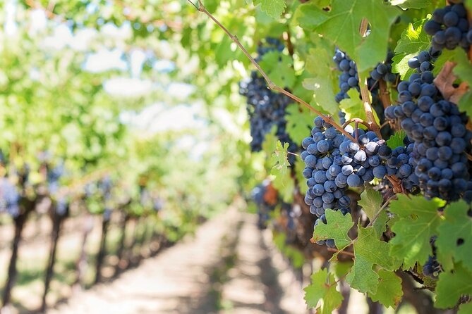 Private Day Trip to Kakheti Wine Region Including Wine Tasting - What the $39 price really gives you