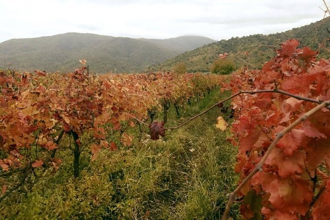 Private Tour to Mtskheta and Georgian Wine Tasting from Tbilisi - A shorter stop at Samtavro Monastery
