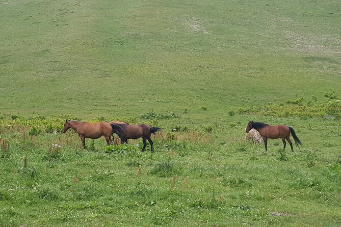 Private two days (one night) tour to Kazbegi and Juta with hikes - via Mtskheta. - Kazbegi brings the dramatic mountain setting
