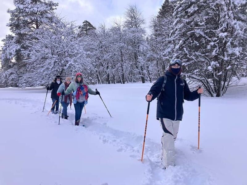 Snowshoeing in Bakuriani, Caucasus Mountains - Snowshoeing through the Caucasus pine forest