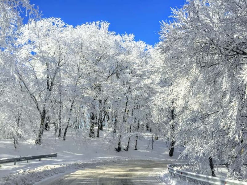 Spring in Tbilisi: Sabaduri, Jvari, Bears & Chronicle - Who Should Book This Tour?