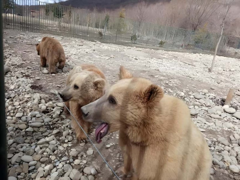 Spring in Tbilisi: Sabaduri, Jvari, Bears & Chronicle - Why the Route Works So Well