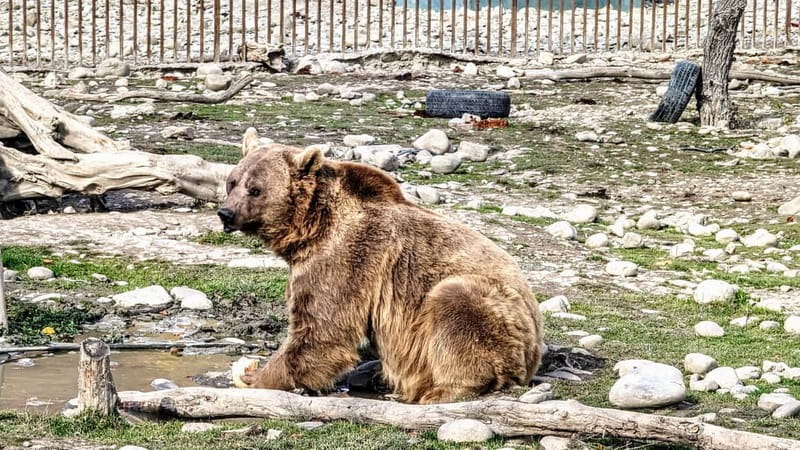 Spring in Tbilisi: Sabaduri, Jvari, Bears & Chronicle - Is $27 Good Value?