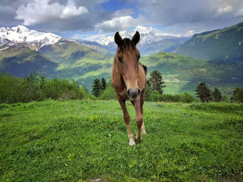 Svaneti Towers Private Tour to Mestia, Hatsvali, Ushguli - Should you book the Svaneti Towers tour?