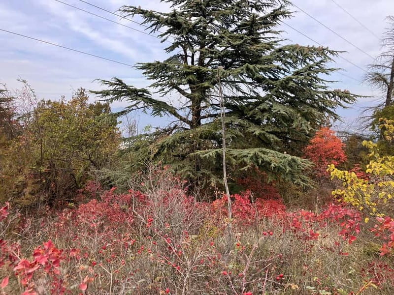 Tbilisi: Delightful Trail over the City - Starting at Turtle Lake Ropeway