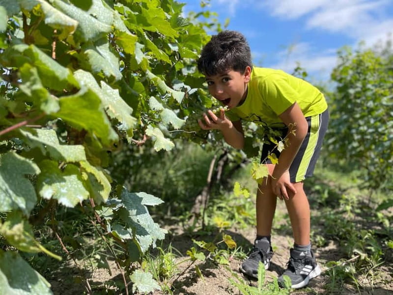 Tbilisi: Kakheti Private Wine Tour with Family Lunch - Sighnaghi, the City of Love