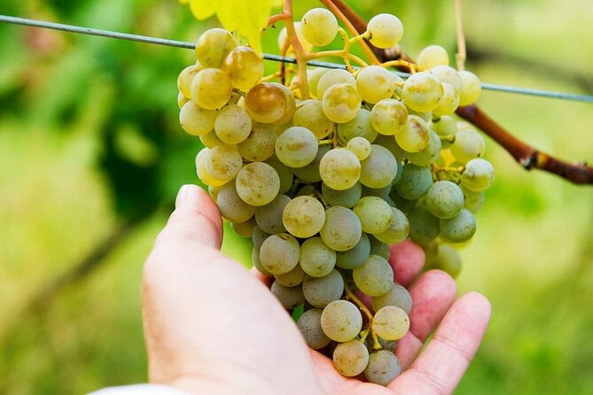 Whole day Wine Tour to Kakheti from Tbilisi - Why Kakheti makes a good day trip from Tbilisi