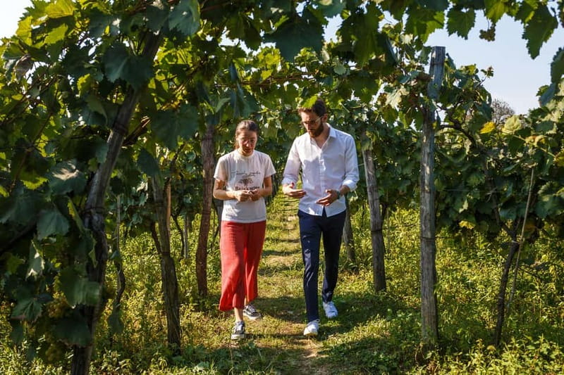 Wine & Dine group tour from Kutaisi - The 13:00 departure from central Kutaisi