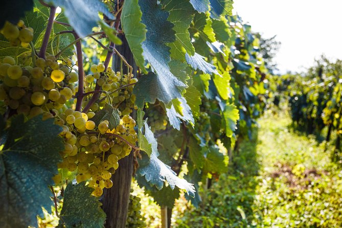 WINE & DINE Tour from Kutaisi - Why the family setting matters