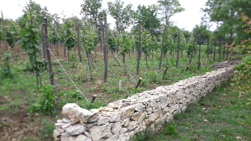 Wine Tour by Winemaker - Key points before you book